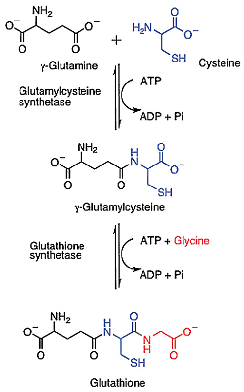 Glutathione: pharmacological aspects and implications for clinical use